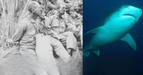 How Japan EXECUTED Allied Soldiers with “PIG BASKETS”: The Disturbing and Little-Known FINAL HOURS of 200 Allied POWs Confined in So-Called Pig Baskets — Then Abandoned in the Shark-Infested Waters of Surabaya in One of World War II’s Most Controversial Incidents 7