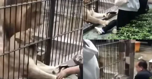 ZOO HORROR: Horrifying moment girl, 10, mauled by LION while feeding animal at zoo as family try to drag her from clutches of beast