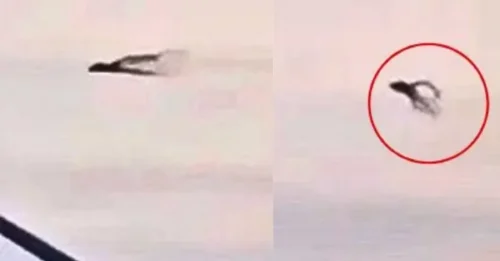“Alien with Tentacles” Filmed in the Skies Over California — Strange Mid-Air Sighting Leaves Viewers Stunned and Searching for Answers