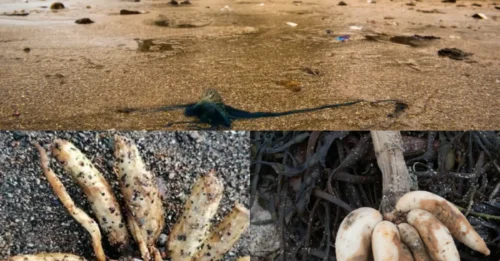 BEACH SHOCK! Urgent warning after ‘highly poisonous & deadly’ plant washes up on popular UK beach