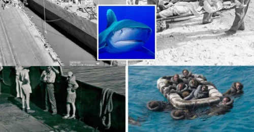 JAWS OF DEATH! The world’s deadliest shark attack that inspired Jaws where 150 sailors were eaten alive after US warship sank