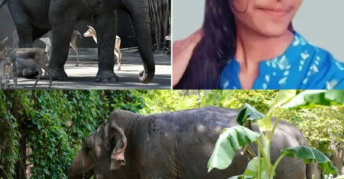 NELLY'S RAGE: Teen, 17, killed in wild elephant attack after being trampled in front of parents as she walked home from uni — the terrifying encounter that unfolded in seconds