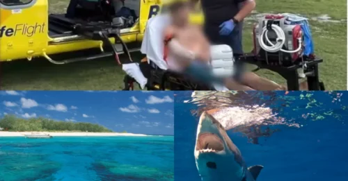 SHARK HORROR: Man mauled by shark while snorkelling around Great Barrier Reef with friends in sudden attack that left group in shock — victim airlifted to hospital