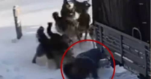 PACK IT IN: Horror moment woman is mauled by pack of wild dogs after slipping on ice while running away from vicious canines