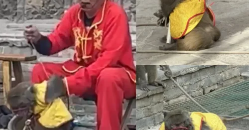 SICK SHOW Cruel moment monkey is bound with hood over its head in mock execution in creepy show for children at ‘fantasy city’ – Shocking Footage Triggers Fierce Backlash