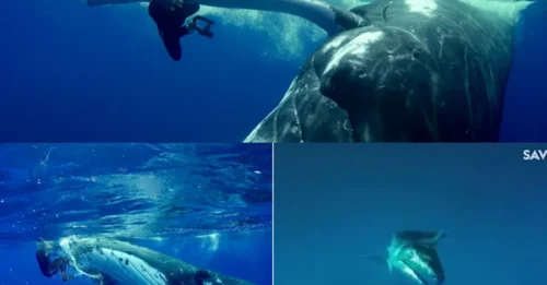 GENTLE GIANT! Watch the incredible moment a whale scoops woman up with its fin to save her from lurking shark