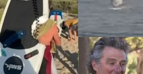 SHARK SHOCK: Shocking moment great white shark drags surfer beneath the waves taking chunk out of his board in terrifying attack
