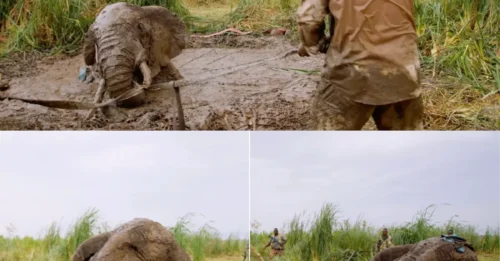IN A MUDDLE: Desperate moment 7-ton elephant seconds from death is rescued out of sinking mud-pit after becoming submerged up to neck