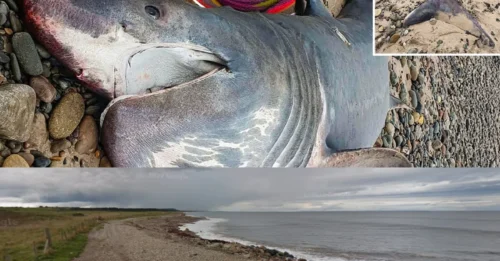 SHOCK DISCOVERY: Massive 12ft shark washes up on Scots beach as experts left baffled