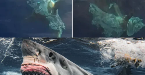 RIPPED APART! Moment Great White Shark Attacks Its Prey Off the Coast of a Popular British Tourist Hotspot, Leaving Onlookers Stunned