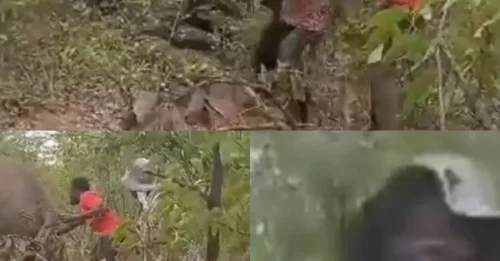 NELLY’S REVENGE! Shock moment cruel villager pulls stricken injured elephant’s tail for a joke – before being trampled to DEATH by beast