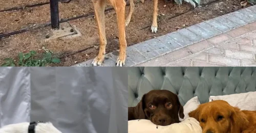 Heartbreaking Scene in Dubai: British Tourists' Desperate Exit Forces Them to Abandon Pets on Streets—The Disturbing Truth!