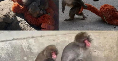Stop Feeling Sorry! Zoo BREAKS SILENCE on 'Bullying' Monkey Punch - The Truth Will SHOCK You!