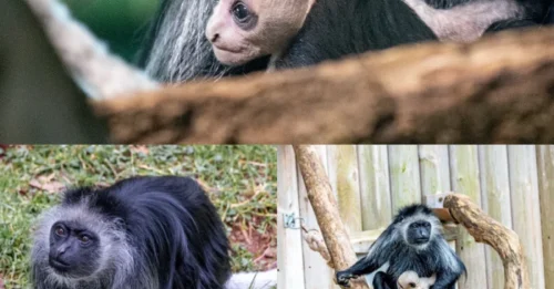 MONKEY BUSINESS! Rare white monkey born from endangered King colobus brings ‘double baby joy’ to UK zoo