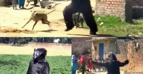 MONKEY BUSINESS! Desperate farmers dress in bear costumes to scare away potato-eating monkeys that break into homes and ransack fridges