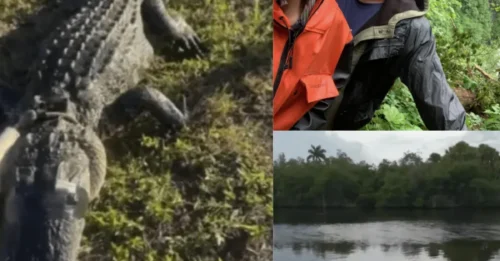 NATURE'S NIGHTMARE: 8-Feet of Pure Muscle Tried to Drag Her Under—But This Man Wasn't About to Lose His Wife to a 'Swamp Dinosaur'!