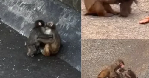 BANANAS ABOUT YOU! Abandoned baby monkey Punch finds a GIRLFRIEND as viral macaque seen cosying up with playmate Momo-Chan