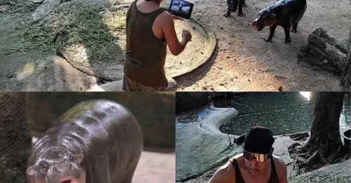 TERROR AT THE ZOO! Daring Human Intruder Breaks Into Moo Deng's Pad as Security Footage Captures the Moment He Sprints Past Barriers for a Selfie With Beloved Pygmy Hippo!
