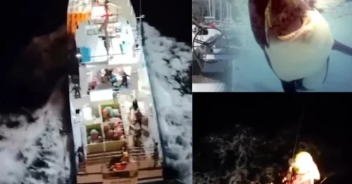 Terror at Sea: Orcas CRUSH Another Yacht in Coordinated Attack – Air Force Rescuers Plunge Into Chaos to Save Screaming Family of 5!