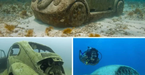 Deep-Sea Explorers 