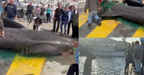 FROM THE DEEP! Shocking moment fisherman hauls up giant 22ft SHARK after ‘accidentally’ netting beast at Spanish port