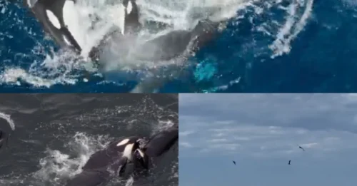 SEA OF BLOOD! Rare vid shows orca feeding frenzy as 60 beasts hunt and kill world’s biggest animal – picking 60ft carcass to the bone