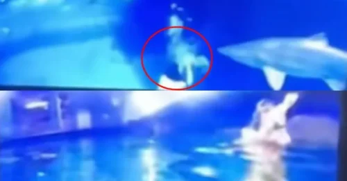 JAWS HORROR! Terrifying moment huge shark bites ‘mermaid’s’ hand filling aquarium tank with blood & leaving her needing 100 stitches
