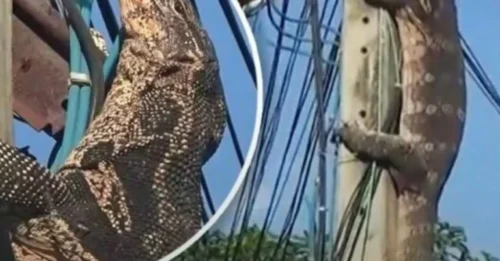 Danger on the Pole: Giant Lizard’s Escape Took a TERRIFYING Turn – But No One Saw the FINAL TWIST Coming!