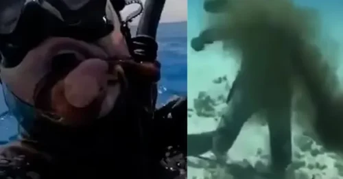 TENTACLES OF DOOM! Horror moment octopus STRANGLES panicking diver rushing to the surface for air after spraying blinding ink in his face