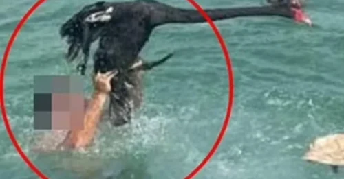 Shocking video shows man lifting swan by legs in disturbing Australia Day incident in Mandurah Estuary