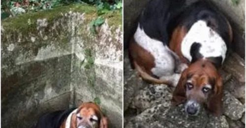 “Please Save Him!”: Inside the 5-Day Nightmare Where a Faithful Dog Stood Guard Over His Trapped Friend—But No One Listened!