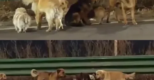 LASSIES COME HOME! Watch as seven dogs trek 10 miles home to reunite with desperate owners after they ‘were stolen for illegal meat trade’