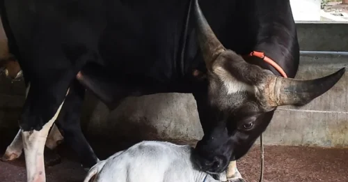 STUNNED Scientists: The 20-Inch Dwarf Cow That’s SHATTERING the Record for Smallest Size Ever Recorded!