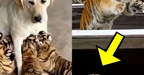 She Was SUPPOSED to Fear Them – Instead, This Mother Dog 