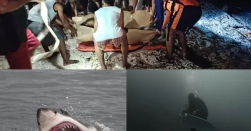 SHARK BLOODBATH! Tourist found dead in jaws of shark with arm ripped off as another diver drowns after being swept away from scuba group