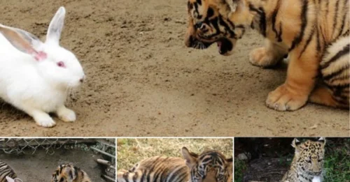 In the Cage, There Was Supposed to Be Only One Survivor… But by Some Strange Miracle, Claws Touched Heart – The Story of the “Lone Wolf” and the “Foolish Bunny” That Made Nature Rewrite Its Own Rules!