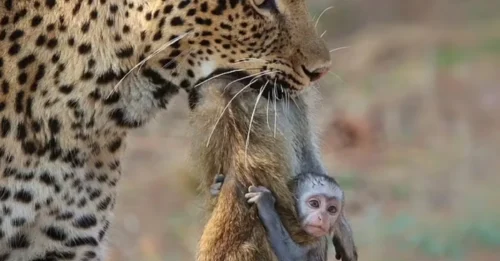 She Was Still Warm. The Leopard Had Just Ripped Her Apart… But Her Baby Didn’t Run. What He Did Next Made the Entire Crew Fall Silent.
