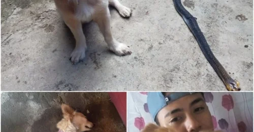 Loyalty Beyond Death: Family Dog Sacrifices Himself by Biting a Deadly Serpent – His Final Act Was a Heartbreaking, Soul-Crushing Smile!