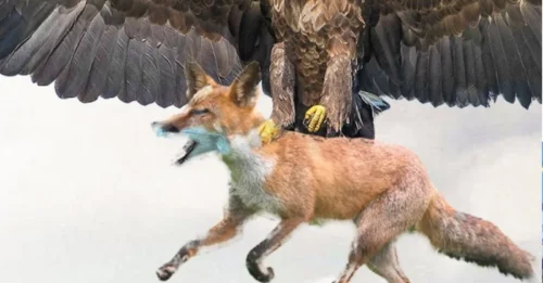 Tragedy at the Sky: Innocent Fox Gets Launched by Giant Eagle, the Crowd Could Only Watch in Horror!
