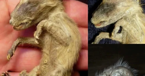 FORGOTTEN for Centuries, NOW REVEALED: The Baby Chupacabra Mummy That REWRITES Prehistoric History – From Ancient Eras to Shocking Present-Day Discovery!