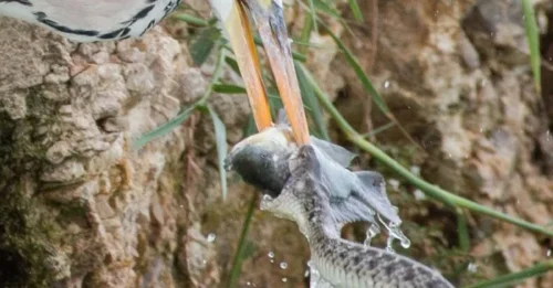 Ambush Gone Wrong! Hungry Serpent Launches Sneak Attack to Snatch Fish—But the Heron Wasn’t Having Any of It!