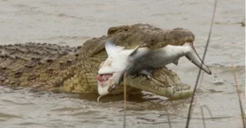 Nature’s Most Ruthless Strategy Exposed: Crocodiles Use Sharks as Living Shields to Hunt With Zero Risk!