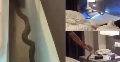 HOLS HORROR: Terrified tourist wakes up in middle of night to find black king cobra slithering across the bed near his head