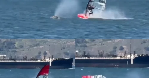 YOU'RE FIN THE WAY! Shocking moment speeding windsurfer crashes into giant whale as he’s thrown from board & plunges head-first into water