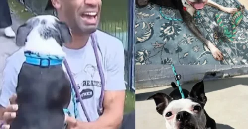 Emotional Breakdown at Reunion: Dog Stolen 1,095 Days Ago Sprints into Owner’s Arms as She Lets Out a Bloodcurdling Cry—Prepare to Ugly Cry!