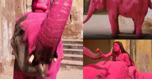 NELLY TRAGEDY! Outrage after elephant is painted bright PINK for photoshoot and later dies – as photographer defends actions