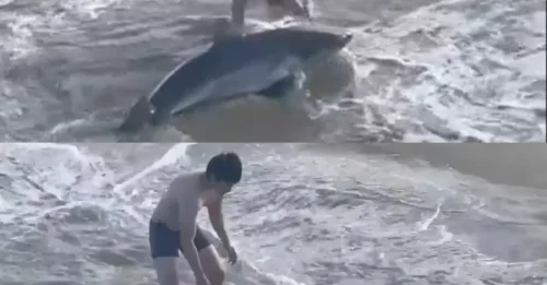 GREAT FRIGHT: Wild moment man, 20, wrestles with great white shark on beach after charging into water to free beast from fishing line