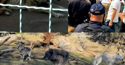 Danger Within Reach: Wolf Bites 1-Year-Old Who Slipped Into Enclosure – Parents Sat on Phones Just Feet Away, Tot Had Crossed 'No-Go Zone' Alone!
