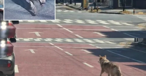 WOLF OUT THE DOOR! Wolf ESCAPES zoo after digging tunnel in Great Escape-style breakout sparking hunt for beast marauding across city