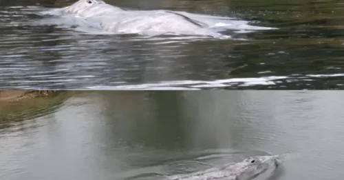 TRAGIC BEAST: Whale dies after swimming 20 miles inland along river and getting stuck in shallow waters